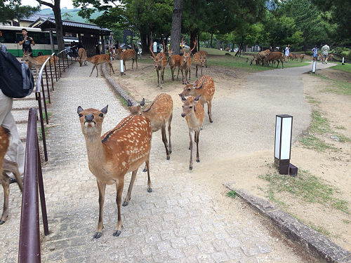 『鹿だまり』観察 @奈良国立博物館前-06 『鹿だまり』観察 @奈良国立博物館前-06