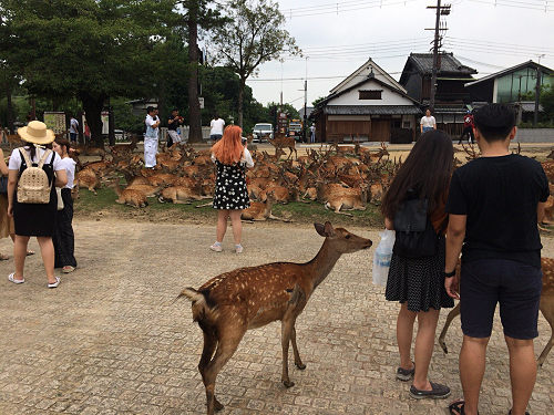 『鹿だまり』観察 @奈良国立博物館前-07 『鹿だまり』観察 @奈良国立博物館前-07