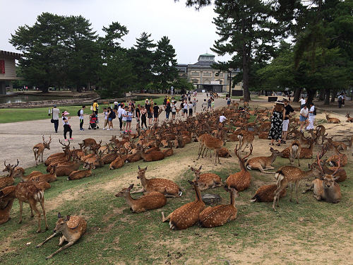 『鹿だまり』観察 @奈良国立博物館前-08 『鹿だまり』観察 @奈良国立博物館前-08