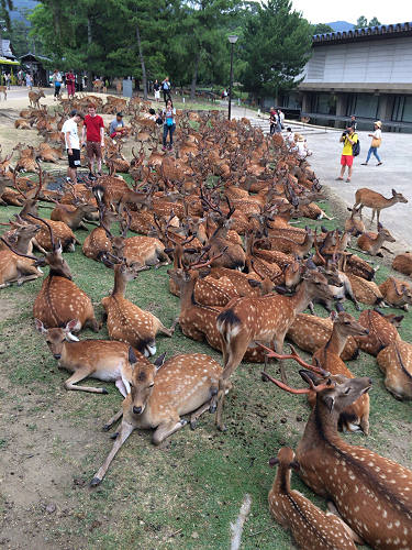 『鹿だまり』観察 @奈良国立博物館前-09 『鹿だまり』観察 @奈良国立博物館前-09