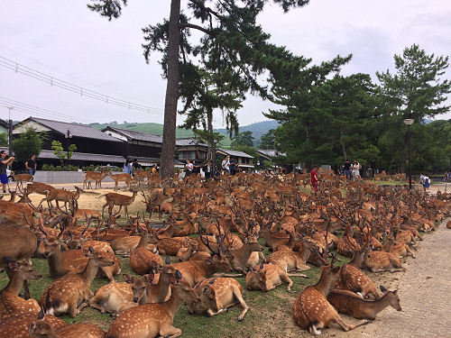 『鹿だまり』観察 @奈良国立博物館前-10 『鹿だまり』観察 @奈良国立博物館前-10
