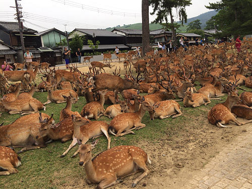 『鹿だまり』観察 @奈良国立博物館前-11 『鹿だまり』観察 @奈良国立博物館前-11