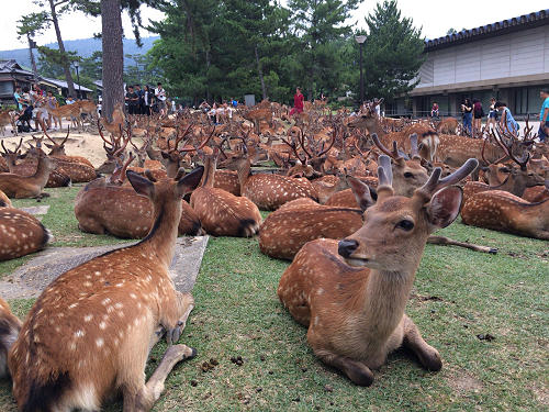 『鹿だまり』観察 @奈良国立博物館前-12 『鹿だまり』観察 @奈良国立博物館前-12