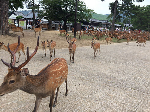 『鹿だまり』観察 @奈良国立博物館前-13 『鹿だまり』観察 @奈良国立博物館前-13
