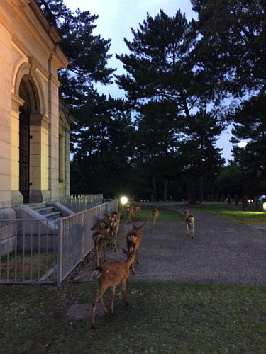 『鹿だまり』観察 @奈良国立博物館前-14 『鹿だまり』観察 @奈良国立博物館前-14