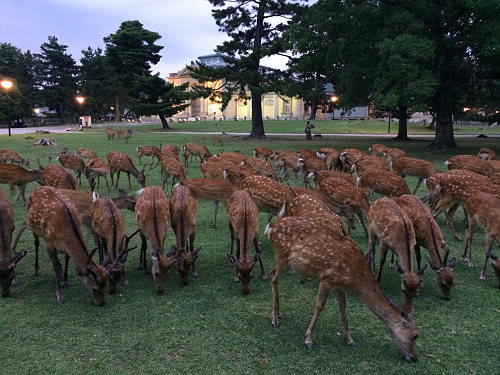 『鹿だまり』観察 @奈良国立博物館前-15 『鹿だまり』観察 @奈良国立博物館前-15