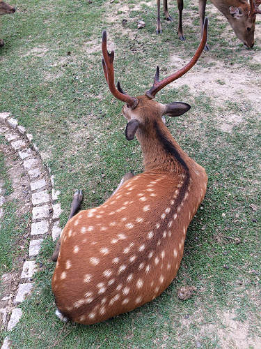 『鹿だまり』観察 @奈良国立博物館前-16 『鹿だまり』観察 @奈良国立博物館前-16