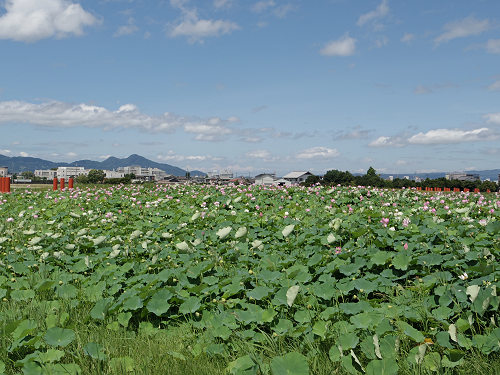 ハナハスとキバナコスモス＠藤原宮跡（橿原市）-01