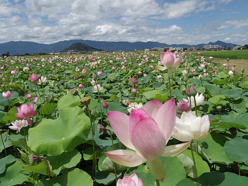 ハナハスとキバナコスモス＠藤原宮跡（橿原市）-02
