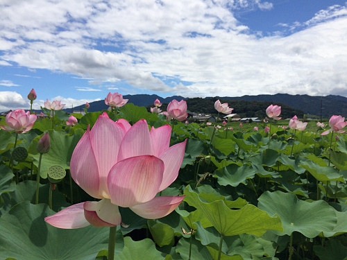 ハナハスとキバナコスモス＠藤原宮跡（橿原市）-05