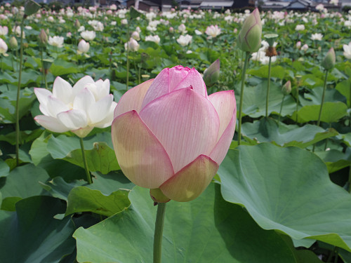 ハナハスとキバナコスモス＠藤原宮跡（橿原市）-06