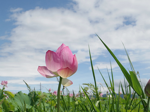 ハナハスとキバナコスモス＠藤原宮跡（橿原市）-08