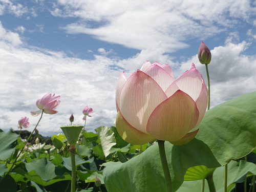 ハナハスとキバナコスモス＠藤原宮跡（橿原市）-10