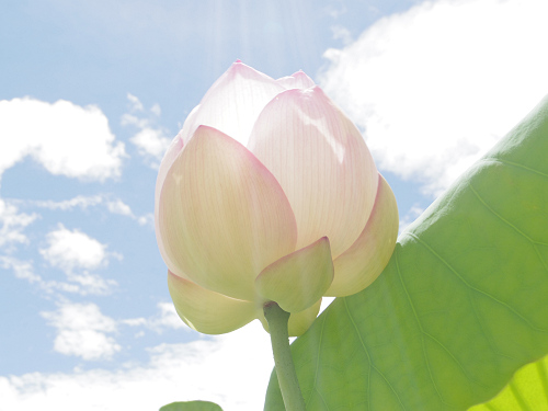 ハナハスとキバナコスモス＠藤原宮跡（橿原市）-11