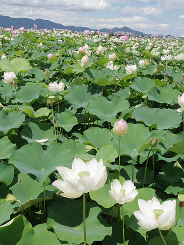 ハナハスとキバナコスモス＠藤原宮跡（橿原市）-12