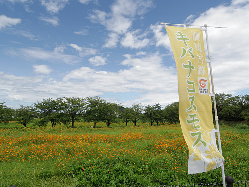 ハナハスとキバナコスモス＠藤原宮跡（橿原市）-13