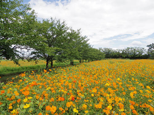 ハナハスとキバナコスモス＠藤原宮跡（橿原市）-14
