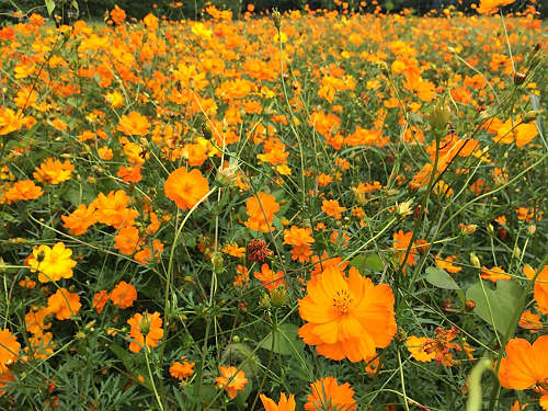 ハナハスとキバナコスモス＠藤原宮跡（橿原市）-16