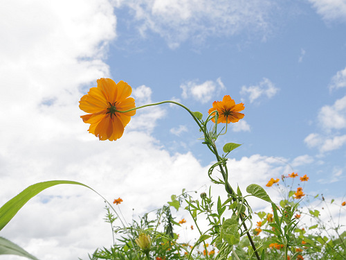 ハナハスとキバナコスモス＠藤原宮跡（橿原市）-18