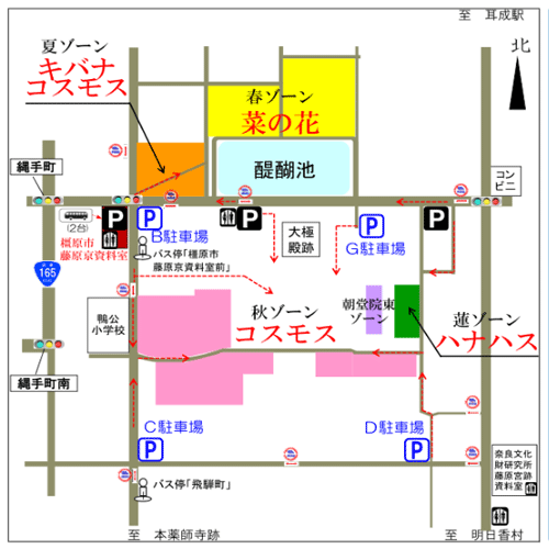 ハナハスとキバナコスモス＠藤原宮跡（橿原市）-19