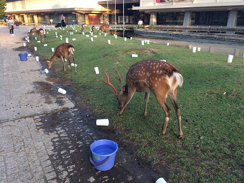 なら燈花会2017-02 なら燈花会2017-02