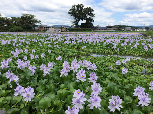 ホテイアオイ@本薬師寺跡(橿原市)-01 ホテイアオイ@本薬師寺跡(橿原市)-01