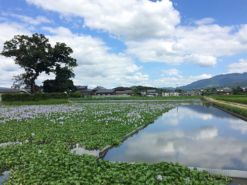 ホテイアオイ@本薬師寺跡(橿原市)-02 ホテイアオイ@本薬師寺跡(橿原市)-02