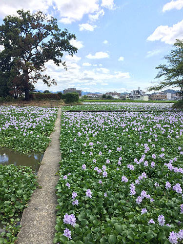 ホテイアオイ@本薬師寺跡(橿原市)-03 ホテイアオイ@本薬師寺跡(橿原市)-03