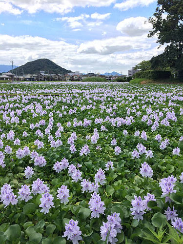 ホテイアオイ@本薬師寺跡(橿原市)-04 ホテイアオイ@本薬師寺跡(橿原市)-04