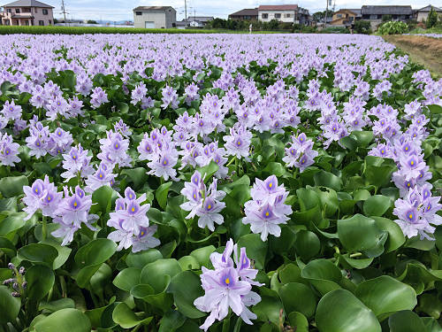 ホテイアオイ@本薬師寺跡(橿原市)-06 ホテイアオイ@本薬師寺跡(橿原市)-06