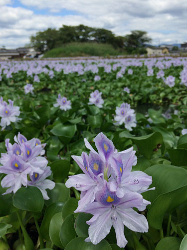 ホテイアオイ@本薬師寺跡(橿原市)-08 ホテイアオイ@本薬師寺跡(橿原市)-08