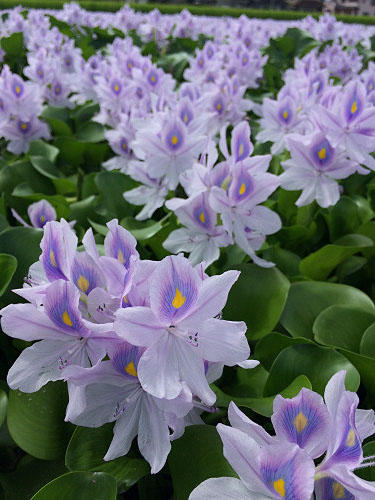 ホテイアオイ@本薬師寺跡(橿原市)-09 ホテイアオイ@本薬師寺跡(橿原市)-09