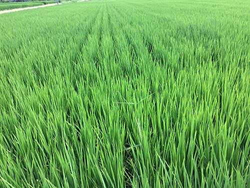 ホテイアオイ@本薬師寺跡(橿原市)-12 ホテイアオイ@本薬師寺跡(橿原市)-12