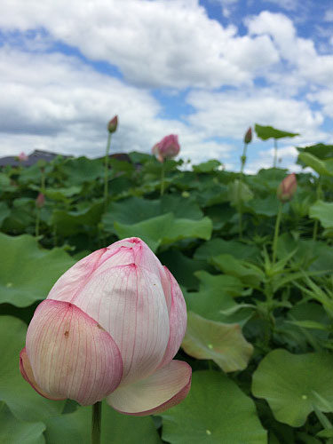 ホテイアオイ@本薬師寺跡(橿原市)-14 ホテイアオイ@本薬師寺跡(橿原市)-14