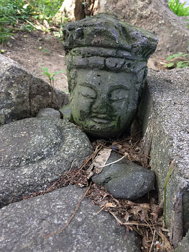 ホテイアオイ@本薬師寺跡(橿原市)-18 ホテイアオイ@本薬師寺跡(橿原市)-18