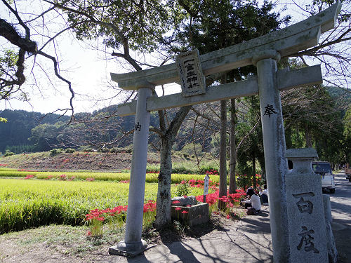 ヒガンバナ ＠葛城一言主神社（御所市）-01