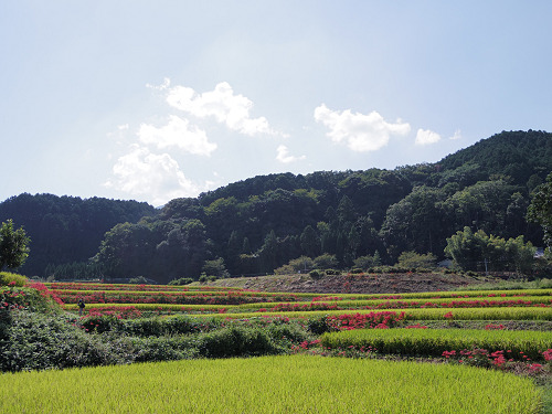 ヒガンバナ ＠葛城一言主神社（御所市）-02