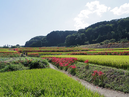 ヒガンバナ ＠葛城一言主神社（御所市）-04