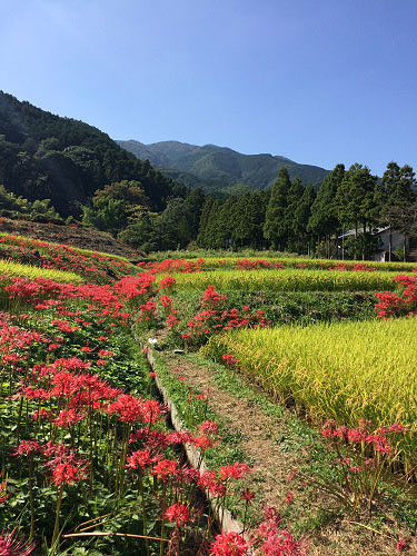 ヒガンバナ ＠葛城一言主神社（御所市）-07