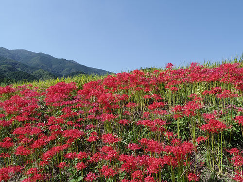 ヒガンバナ ＠葛城一言主神社（御所市）-09