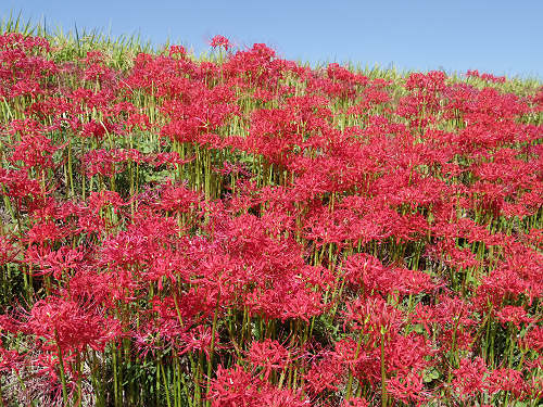 ヒガンバナ ＠葛城一言主神社（御所市）-13