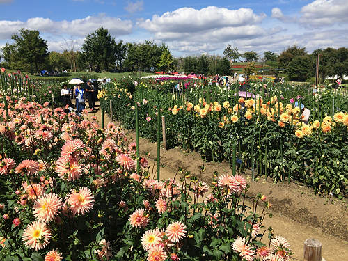 馬見フラワーフェスタ2017 ＠馬見丘陵公園-07