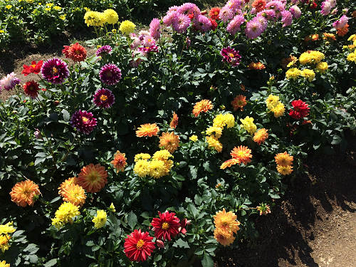 馬見フラワーフェスタ2017 ＠馬見丘陵公園-09