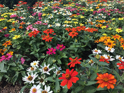 馬見フラワーフェスタ2017 ＠馬見丘陵公園-14