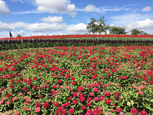 馬見フラワーフェスタ2017 ＠馬見丘陵公園-15