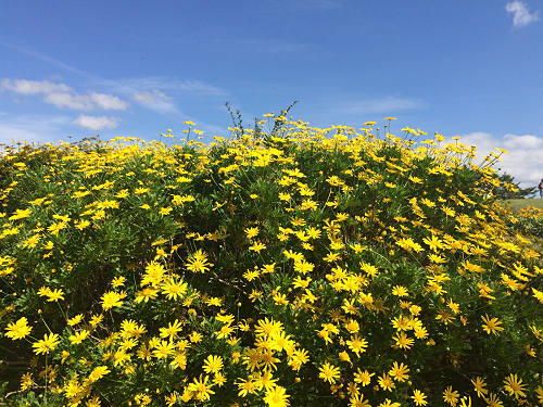 馬見フラワーフェスタ2017 ＠馬見丘陵公園-18