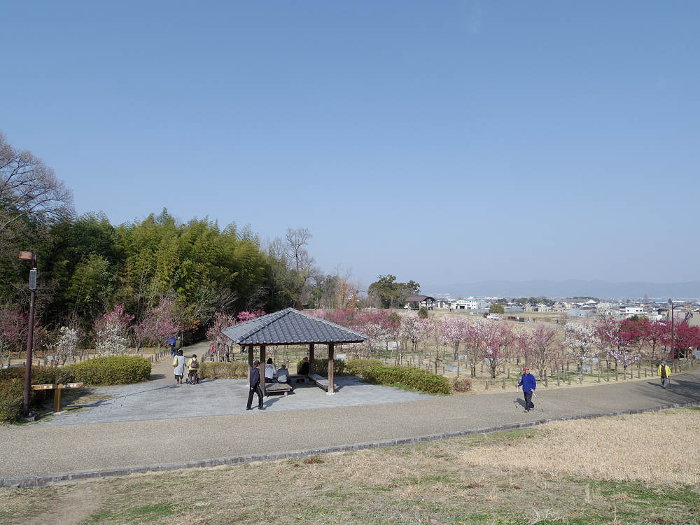 梅林 @馬見丘陵公園-01 梅林 @馬見丘陵公園-01