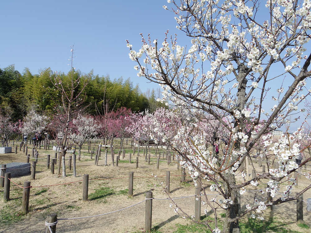 梅林 @馬見丘陵公園-02 梅林 @馬見丘陵公園-02