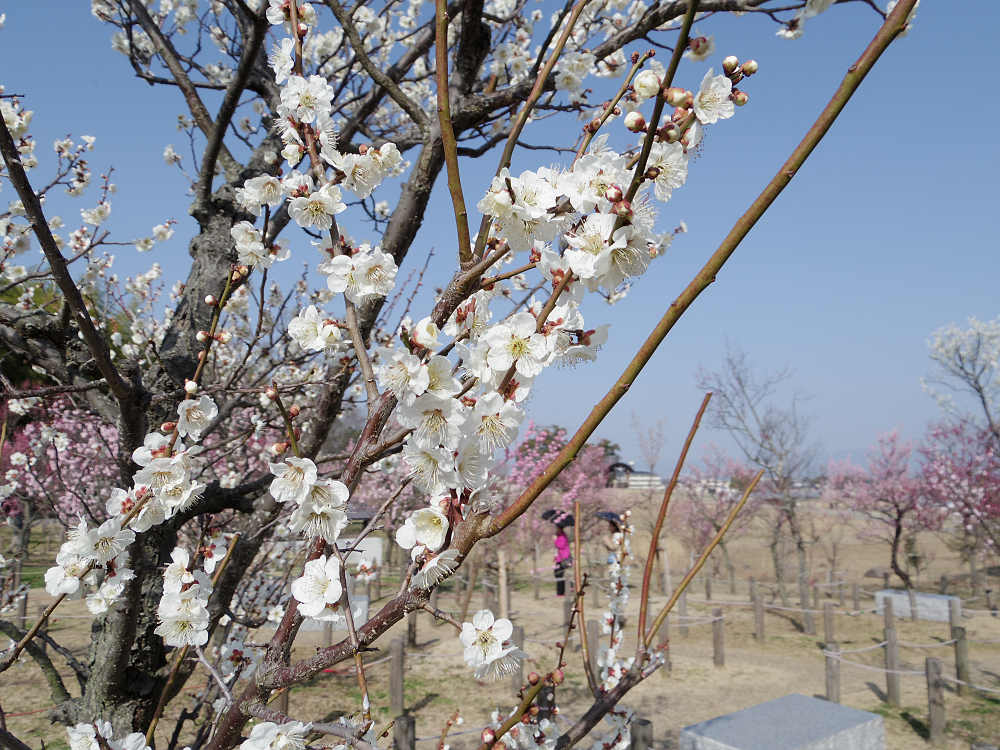梅林 @馬見丘陵公園-03 梅林 @馬見丘陵公園-03