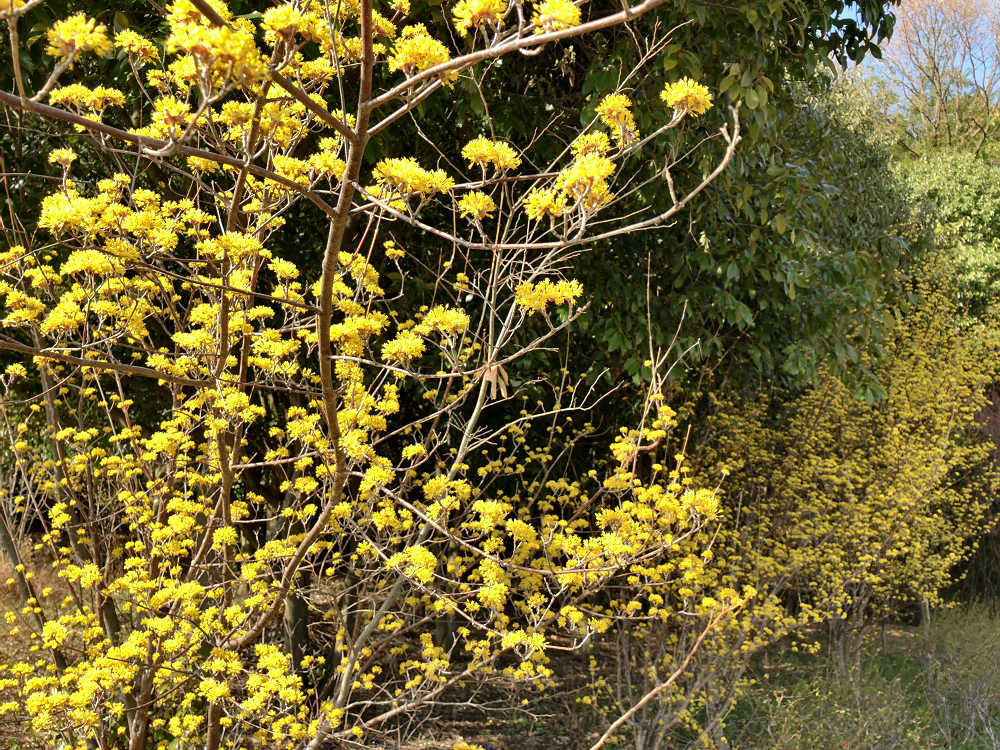 梅林 @馬見丘陵公園-05 梅林 @馬見丘陵公園-05